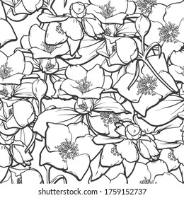 Vector jasmine flowers repeat pattern, hand drawn line art illustration