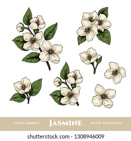 Vector jasmine flowers. Set of floral elements. Vintage style