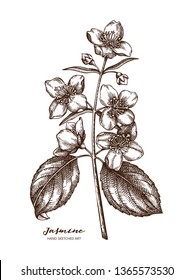 Vector Jasmine illustration. Hand drawn flowering tree sketch. Botanical design template. Vintage garden plant drawing.
