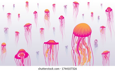Vector of jellyfish chrysaora background.