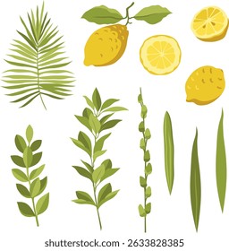 Vector Jewish Sukkot Holiday traditional elements: citrus (lemon), palm tree leaves, willow, myrtle. All the elements are isolated, use it for your product design, web, cards etc