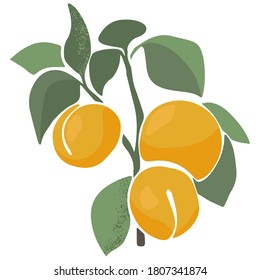 Vector juicy apricot on a branch. Green leave and fruits on the white background. Abstract fruit illustration in trendy hand drawn style.