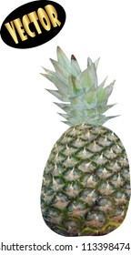 Vector juicy fresh pineapple on white background
