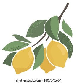 Vector juicy lemon on a branch. Green leave and citrus fruits on the white background. Abstract fruit illustration in trendy hand drawn style.