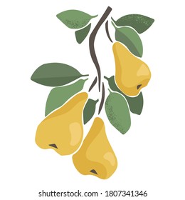 Vector juicy pear on a branch. Green leave and fruits on the white background. Abstract fruit illustration in trendy hand drawn style.