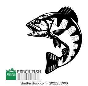 Vector jumping perch fish illustration isolated on a white background
