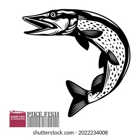 Vector jumping pike fish illustration isolated on a white background