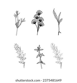 vector jungle botanical succulent and decorative beauty set of flower design hand drawn vector illustration
