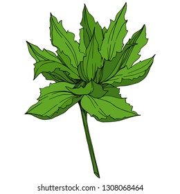 Vector Jungle botanical succulent flower. Wild spring leaf isolated. Engraved ink art illustration. Isolated succulents illustration element.