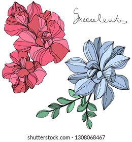 Vector Jungle botanical succulent flower. Wild spring leaf isolated. Engraved ink art illustration. Isolated succulents illustration element.