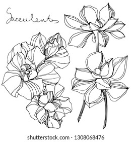 Vector Jungle botanical succulent flower. Wild spring leaf isolated. Black and white engraved ink art. Isolated succulents illustration element.