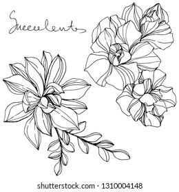 Vector Jungle botanical succulent flower. Wild spring leaf isolated. Black and white engraved ink art. Isolated succulents illustration element.