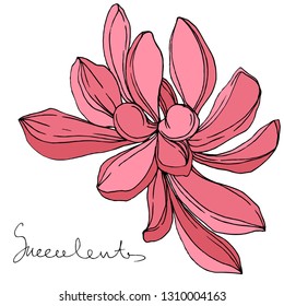 Vector Jungle botanical succulent flower. Wild spring leaf isolated. Engraved ink art illustration. Isolated succulents illustration element.