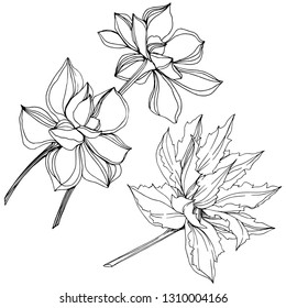 Vector Jungle botanical succulent flower. Wild spring leaf isolated. Black and white engraved ink art. Isolated succulents illustration element.
