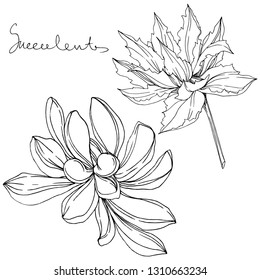 Vector Jungle botanical succulent flower. Wild spring leaf isolated. Black and white engraved ink art. Isolated succulents illustration element.