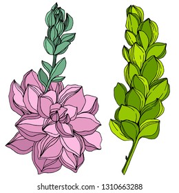 Vector Jungle botanical succulent flower. Wild spring leaf isolated. Engraved ink art illustration. Isolated succulents illustration element.