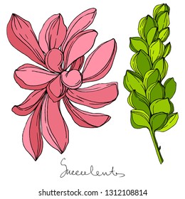 Vector Jungle botanical succulent flower. Wild spring leaf isolated. Engraved ink art illustration. Isolated succulents illustration element.