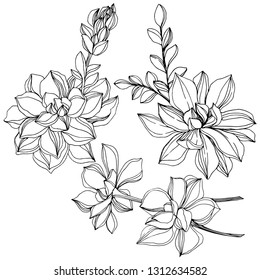 Vector Jungle botanical succulent flower. Wild spring leaf isolated. Black and white engraved ink art. Isolated succulents illustration element.