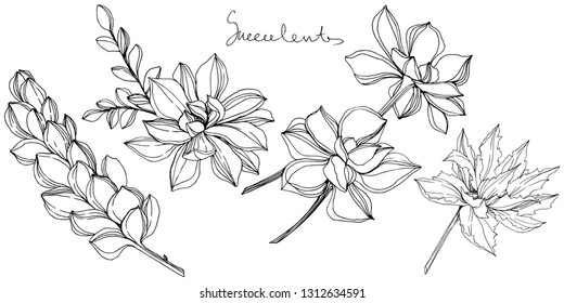 Vector Jungle botanical succulent flower. Wild spring leaf isolated. Black and white engraved ink art. Isolated succulents illustration element.