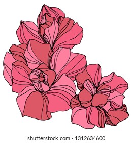 Vector Jungle botanical succulent flower. Wild spring leaf isolated. Engraved ink art illustration. Isolated succulents illustration element.