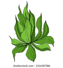 Vector Jungle botanical succulent flower. Wild spring leaf isolated. Engraved ink art illustration. Isolated succulents illustration element.