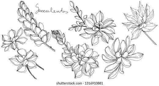 Vector Jungle botanical succulent flower. Wild spring leaf isolated. Black and white engraved ink art. Isolated succulents illustration element.