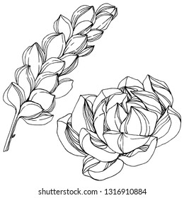 Vektor-Dschungel botanische sukkulente Blume. Wildes Frühlingsblatt einzeln. Schwarz-Weiß-Gravur, einzelne Sukkulents-Illustration.