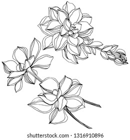 Flor suculenta botánica vectorial Jungle. Hojas de primavera silvestres aisladas. Arte de tinta con grabado en blanco y negro. Elemento de ilustración de suculentos aislados.