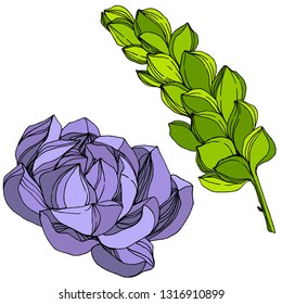 Vector Jungle botanical succulent flower. Wild spring leaf isolated. Engraved ink art illustration. Isolated succulents illustration element.