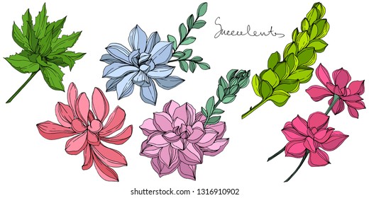 Vector Jungle botanical succulent flower. Wild spring leaf isolated. Engraved ink art illustration. Isolated succulents illustration element.