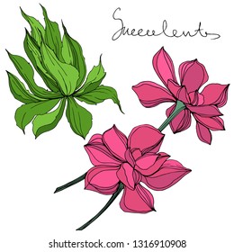 Vector Jungle botanical succulent flower. Wild spring leaf isolated. Engraved ink art illustration. Isolated succulents illustration element.
