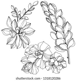 Vector Jungle botanical succulent flower. Wild spring leaf isolated. Black and white engraved ink art. Isolated succulents illustration element.