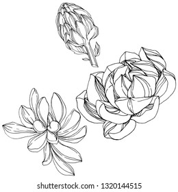 Vector Jungle botanical succulent flower. Wild spring leaf isolated. Black and white engraved ink art. Isolated succulents illustration element.