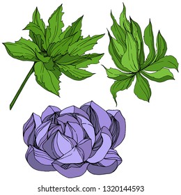 Vector Jungle botanical succulent flower. Wild spring leaf isolated. Engraved ink art illustration. Isolated succulents illustration element.