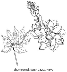 Vector Jungle botanical succulent flower. Wild spring leaf isolated. Black and white engraved ink art. Isolated succulents illustration element.