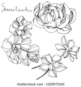 Vector Jungle botanical succulent flower. Wild spring leaf isolated. Black and white engraved ink art. Isolated succulents illustration element.