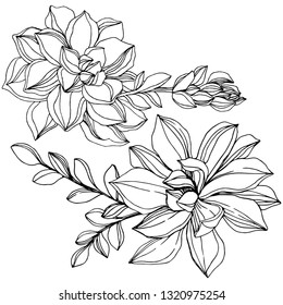 Vector Jungle botanical succulent flower. Wild spring leaf isolated. Black and white engraved ink art. Isolated succulents illustration element.
