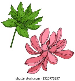 Vector Jungle botanical succulent flower. Wild spring leaf isolated. Engraved ink art illustration. Isolated succulents illustration element.
