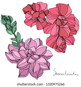 Vector Jungle botanical succulent flower. Wild spring leaf isolated. Engraved ink art illustration. Isolated succulents illustration element.