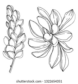 Vector Jungle botanical succulent flower. Wild spring leaf isolated. Black and white engraved ink art. Isolated succulents illustration element.