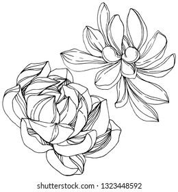 Vector Jungle botanical succulent flower. Wild spring leaf isolated. Black and white engraved ink art. Isolated succulents illustration element.