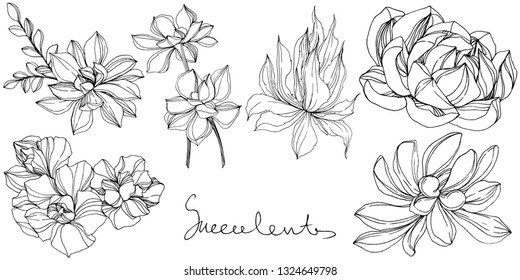 Vector Jungle botanical succulent flower. Wild spring leaf isolated. Black and white engraved ink art. Isolated succulents illustration element.