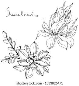 Vector Jungle botanical succulent flower. Wild spring leaf isolated. Black and white engraved ink art. Isolated succulents illustration element.