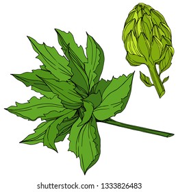 Vector Jungle botanical succulent flower. Wild spring leaf isolated. Engraved ink art illustration. Isolated succulents illustration element.