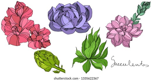 Vector Jungle botanical succulent flower. Wild spring leaf isolated. Engraved ink art illustration. Isolated succulents illustration element.