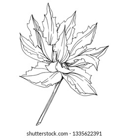 Vector Jungle botanical succulent flower. Wild spring leaf isolated. Black and white engraved ink art. Isolated succulents illustration element.