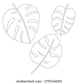 Hojas de la jungla vectorial. Hojas tropicales exóticas aisladas en fondo blanco. Monstera. Ilustración floral botánica. Dibujos de esquema