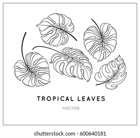 Vector Jungle Leaves Set. Tropical Exotic Plant Leaf Isolated On White Background. Monstera. Botanical Floral Illustration. Outline Drawings