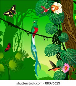 Vector Jungle with quetzal, humming-birds and butterflies