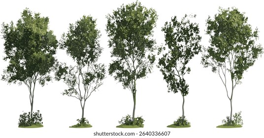 Vector jungle trees shapes, transparent, cutout tropical trees, forest design collection, nature vector, exotic tree silhouettes, greenery, tropical leaves background